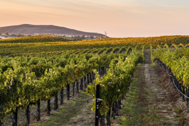 Sustainability in the Wine Industry